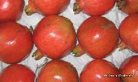 Pomegranate Plants Manufacturer Supplier Wholesale Exporter Importer Buyer Trader Retailer in Kolkata West Bengal India